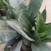 فروش انواع گلهای سانسوریا|گل و گیاه طبیعی|چابهار, |دیوار