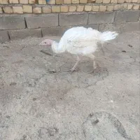 بوقلمون پرورشی