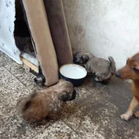 باسلام بدونه چونه یکی دومفت|سگ|دزپارت, |دیوار