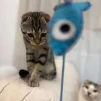 گربه های زیبای من|گربه|زنجان, |دیوار