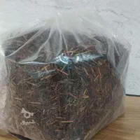 چای شمال . زیتون