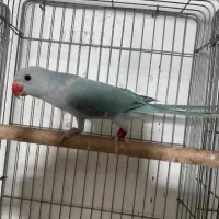 انواع ملنگو رنگی تازه دونخور