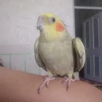 عروس هلندی زیباودستی