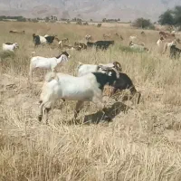 نری|حیوانات مزرعه|فارغان, |دیوار