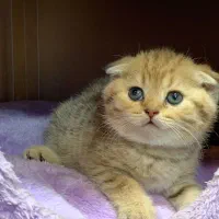 اسکاتیش گلد خرسی