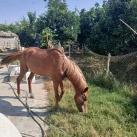 ۲ راس اسب|اسب و تجهیزات اسبسواری|ساری, |دیوار