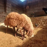 بره قوچی هترو|حیوانات مزرعه|مشهد, امیریه|دیوار