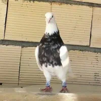 ماده پلاکی قیچی ازم رفته