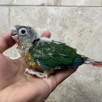 جوجه گرینچیک یلوساید سرلاکی