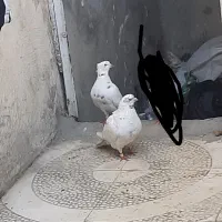یک جفت تهرانی