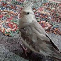 حیوان خانگی|پرنده|تربت‌حیدریه, رضاشهر|دیوار