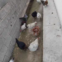 فروش مرغ و خروس