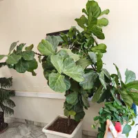 گل و گیاه آپارتمانی زیبا