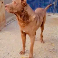 سگ‌سرابی   نگهبان  در حد  یک  یک  یک