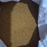 بذر یونجه مهندس موسوی|خدمات باغبانی و درختکاری|بندرعباس, |دیوار