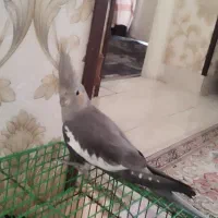 عروس هلندی،طوطی برزیلی،مرغ عشق