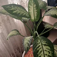 گل دیفن|گل و گیاه طبیعی|اردبیل, |دیوار