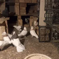 تعدای طوقی و یک ماده سبز المانی