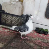 کفتر شیرازی