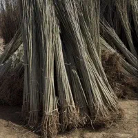 جشنواره بزرگ نهال صنوبر سرمایه ای برای اینده