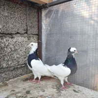 کبوتر طوقی زیبا