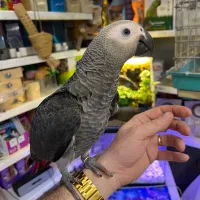 طوطی فرشی لوکس|پرنده|تبریز, |دیوار