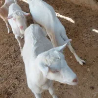 بز سانن اصل|حیوانات مزرعه|تهران, سعیدآباد|دیوار