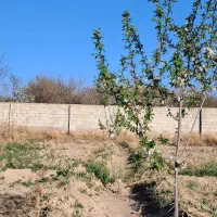 باغ|فروش خانه و ویلا|آذرشهر, |دیوار