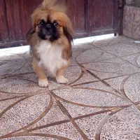 سگ اسپانیل تبتی|سگ|کرمان, |دیوار