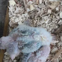 طوطی سرلاکی عروس،گیرینچیک|پرنده|آباده, |دیوار