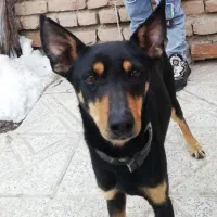 سگ دوبرمن ماده نژاد دار