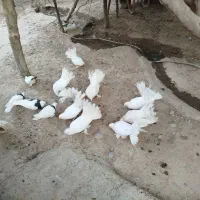 کبوتر دم چتری