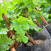 فروش انواع نهال انگور خارجی ایرانی ضمانتی