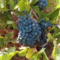 چاله کن|خدمات باغبانی و درختکاری|سروآباد, |دیوار