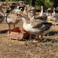 غاز سرحال بالغ