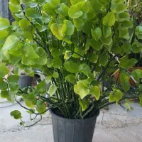گل پدیلانتوس سرحال وشاداب