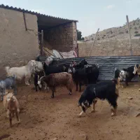 بر آبستن و کهره دار