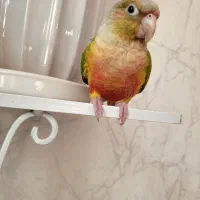 آناناسی گرینچیک رام و دستی|پرنده|فردیس, شهرک شهید حسینی|دیوار