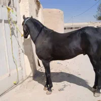 نریان سیاه واکسی|اسب و تجهیزات اسب‌سواری|اصفهان, طاحونه|دیوار