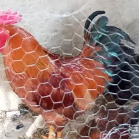 خروس جوان 7ماهه سرحال سرحال