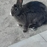 سلام خرگوش نر فروشی