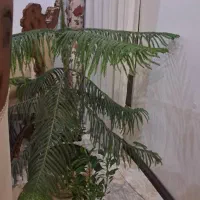 کاج مطبق سرحال زیر قیمت ۵۰۰تومان|گل و گیاه طبیعی|هشتگرد, هشتگرد قدیم|دیوار