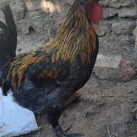 خروس جوان