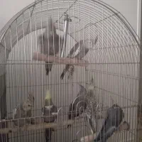 فروش عروس هلندی