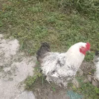 مرغ و خروس براهما