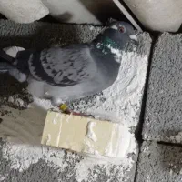 3تا کبوتر|پرنده|دزفول, |دیوار