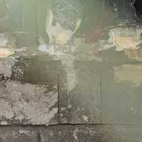 کبوتر زرین|پرنده|لنده, |دیوار