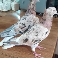 چهار تا لیمویی هفرنگ دمسفید