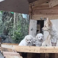 نژاد پامر جیبی و پامر معمولی|سگ|کرج, اسلامآباد|دیوار