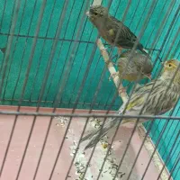 ماده قناری|پرنده|کرمان, |دیوار